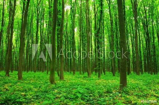 Picture of forest green